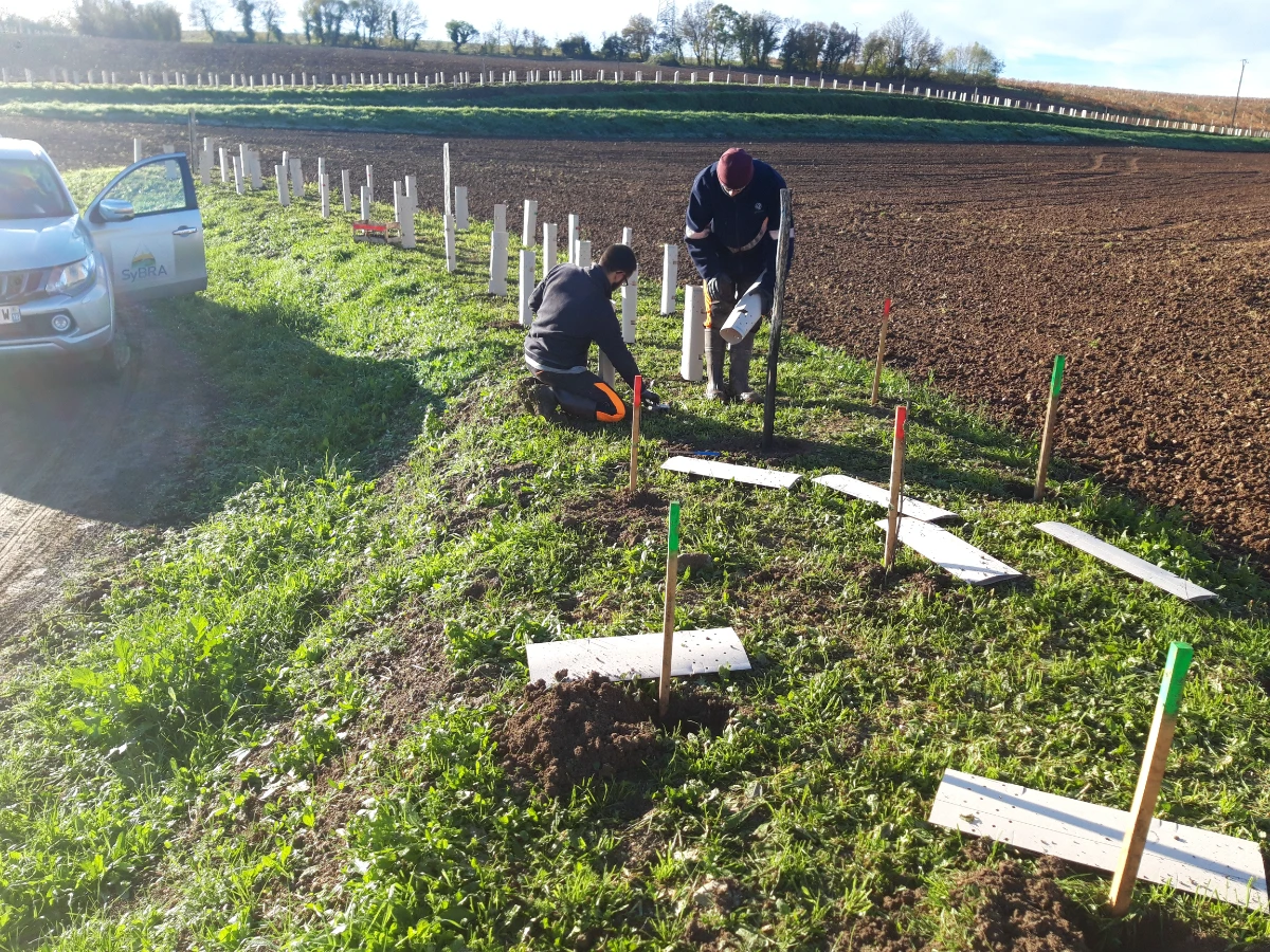 Plantation en cours - Novembre 2023 - Marsac