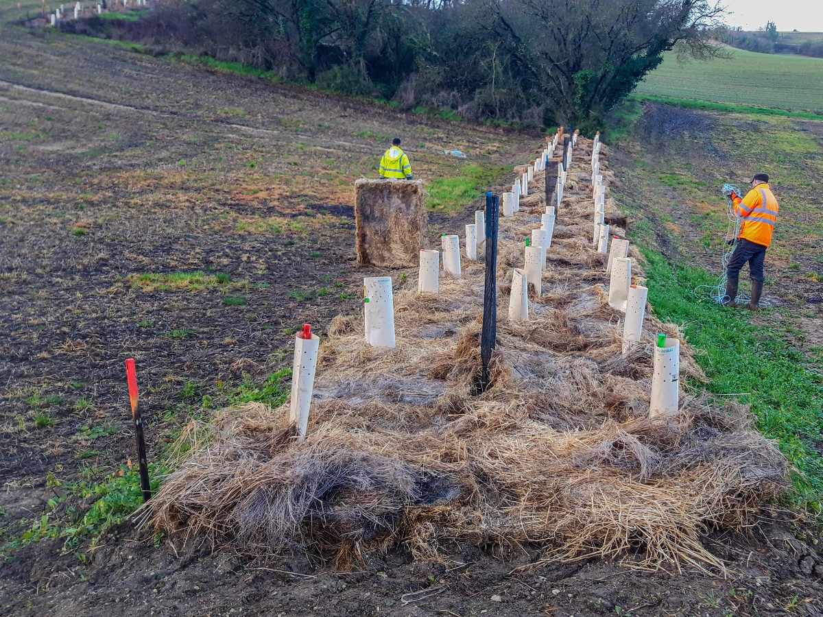 Plantation en cours - Novembre 2023 - Marsac